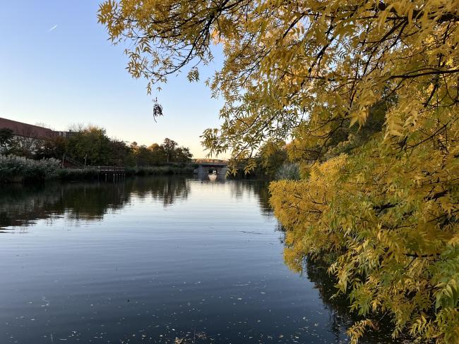 Erzsébet Ligeti Lombkorona Sétány és Kilátó